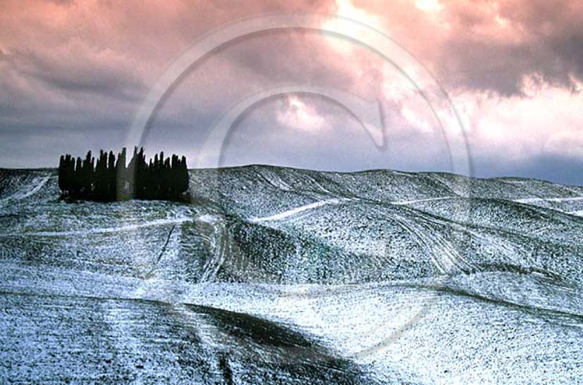 1998 - Landscapes of cipress with snow in winter, near S.Quirico village, Orcia valley, 15 miles south the province of Siena.