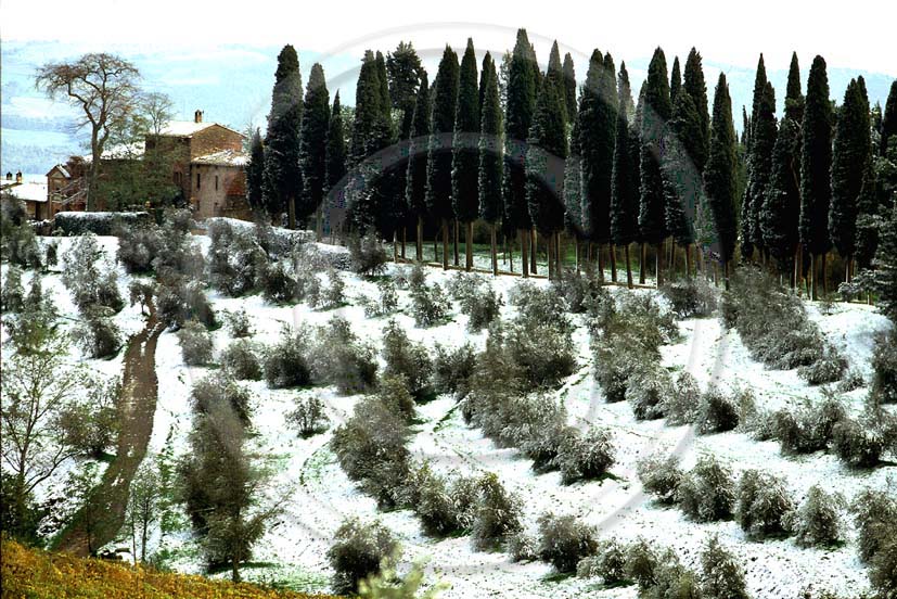 1997 - Landscapes of cipress ad farm with snow in winter, Biondi Santi wine house, Montalcino village, Arbia valley, 20 miles south the province of Siena.