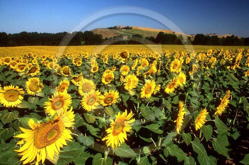 1992 - Landscapes of sunflower in summer, Crete land, 7 miles south the province of Siena.