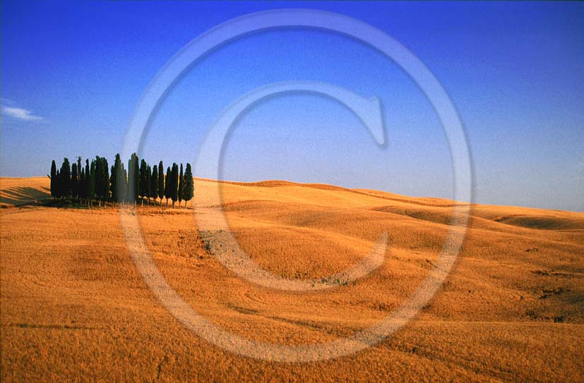 2000 - Landscapes of cipress and field of bead in summer, near S. Quirico village, Orcia valley, 15 miles south the province of Siena.