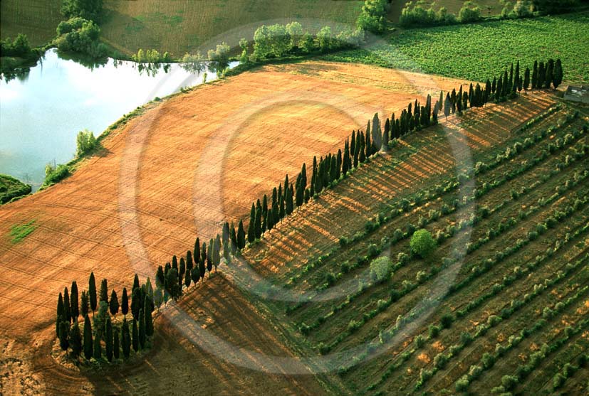 1999 - Aerial view of cipress line in summer, near Lilliano place, Chianti land, 7 miles north the province of Siena.