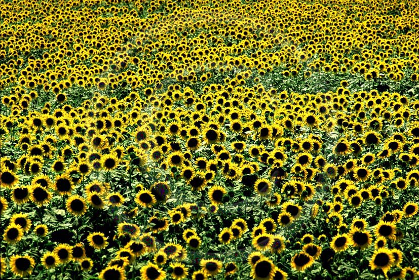 1990 - Landscapes of sunflower.