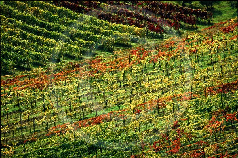 1999 - Landscapes of vineyards in autumn, near S.Gimignano medieval village, Chianti land, 27 miles south the province of Florence