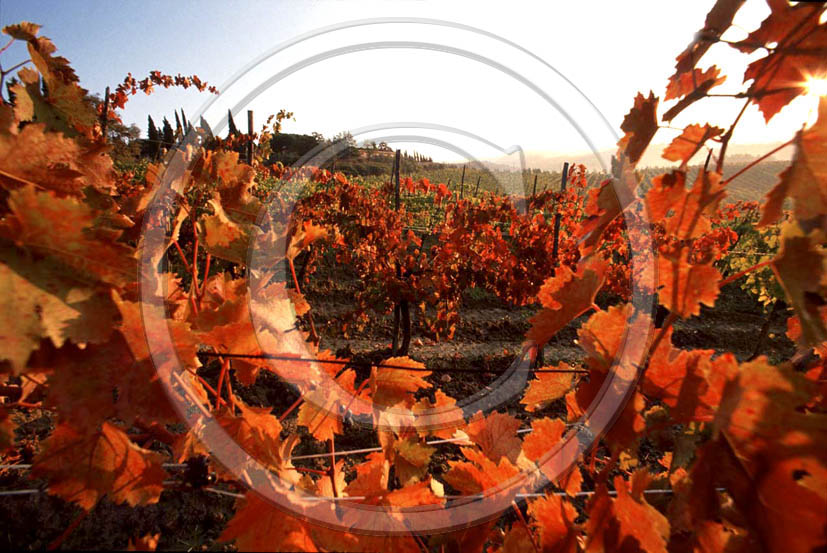 1989 - Landscapes of vineyards in autumn, near Poggibonsi village, Chianti land, 28 miles south the province of Florence.