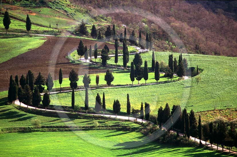 1995 - Landscapes of cipress line in spring, near Pienza village, Orcia valley, 24 miles south province of Siena.