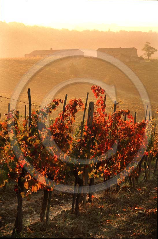 1991 - Landscapes of vineyards in early morning in autumn, near Radda village, Chianti land, 28 miles south the province of Florence.