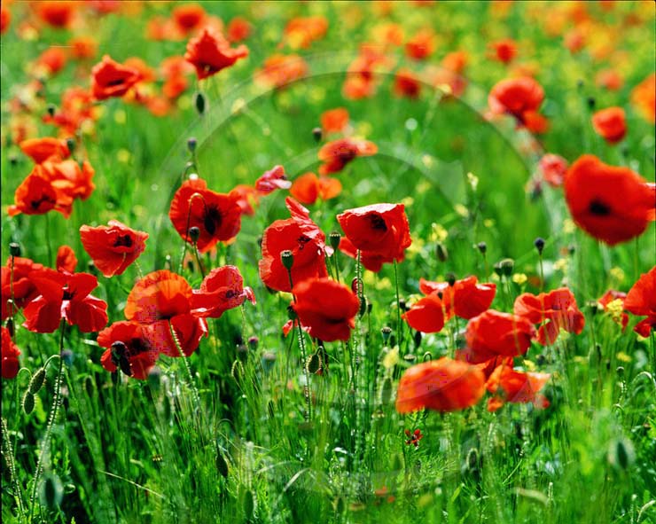 2002 - Landscape of red poppies.