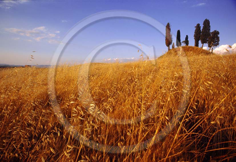 1995 - Landscapes of cipress and field of bead in summer.