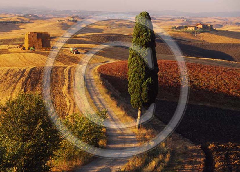 2000 - Landscapes of cipress and field of bead in summer, near Ville di Corsano village, Arbia valley, 4 miles east the province of Siena.