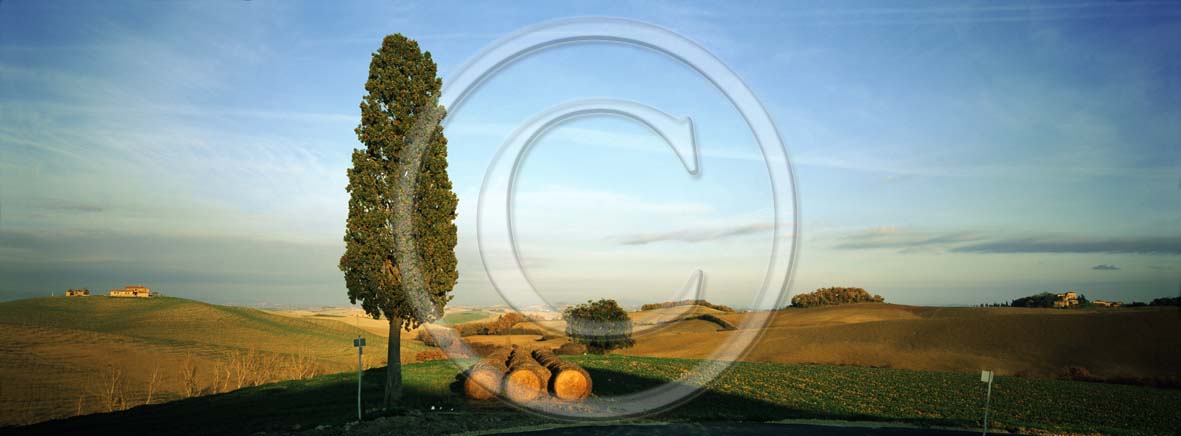 2002 - Panoramic view of cipress and rolls of bead in early morning in summer, near Ville di Corsano village, Arbia valley, 4 miles east the province of Siena.