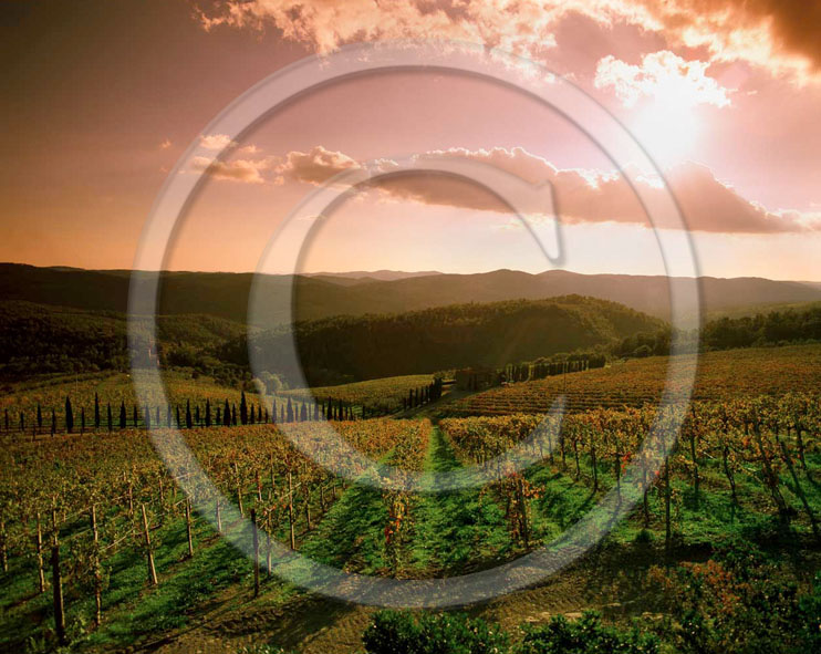 1999 - Landscapes of vineyards on sunset in autumn, near Radda village, Chianti land, 30 miles south the province of Florence.