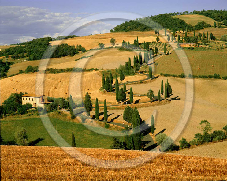 2001 - Landscapes of famr and cipress line in summer, near Monticchello village, Orcia valley, 24 miles south province of Siena.