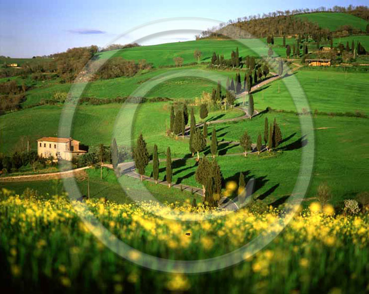 2003 - Landscapes of farm with cipress line and yellow flower of Colsa in field of bead in spring, near Monticchiello village, Orcia valley, 23 miles south province of Siena.