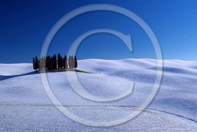 2004 - Landscapes of cipress with snow in winter, near S.Quirico village, 17 miles south province of Siena.