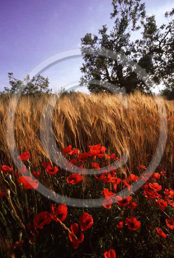 1999 - Landscapes of field of bead with red poppies in summer, near Alberese natural park, Maremma land, 15 miles south the province of Grosseto 