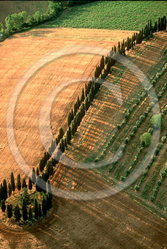 2000 - Aerial view of cipress linein field of bead and vineyards, near Lilliano wine farm, Chianti land, 14 miles north province of Siena. 