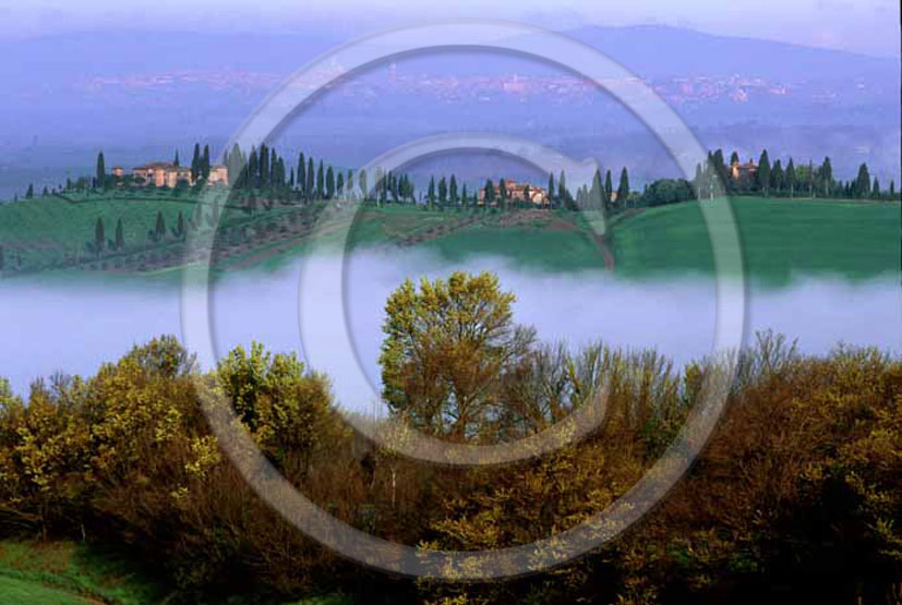 2004 - Landscapes of farm and cipress line with fog in spring, Mucigliani place, near Asciano village, 8 miles south province of Siena.