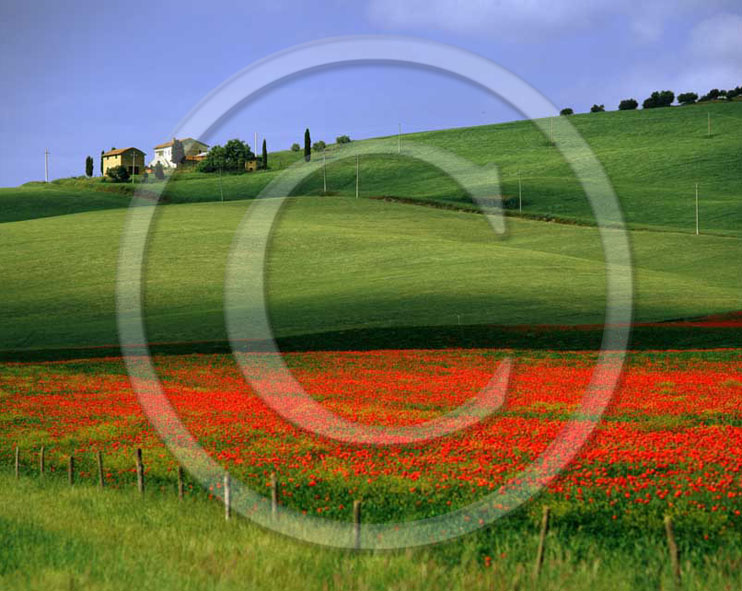 2003 - Landscapes of farm in field of bead with red poppies in summer, near Pienza village, 20 miles south province of Siena.