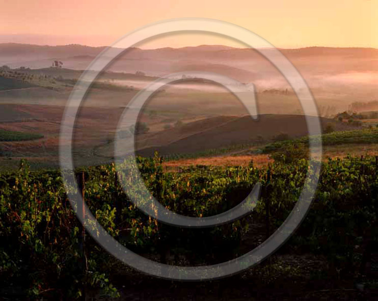 2004 - Landscapes of vineyards on sunrise in summer, near Quercegrossa village, Chianti land, 11 miles south province of Siena.