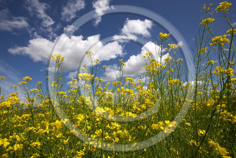 2005 - Landscapes of yellow Colsa flower and clouds in Graziosa valley, 10 miles est province of Pisa