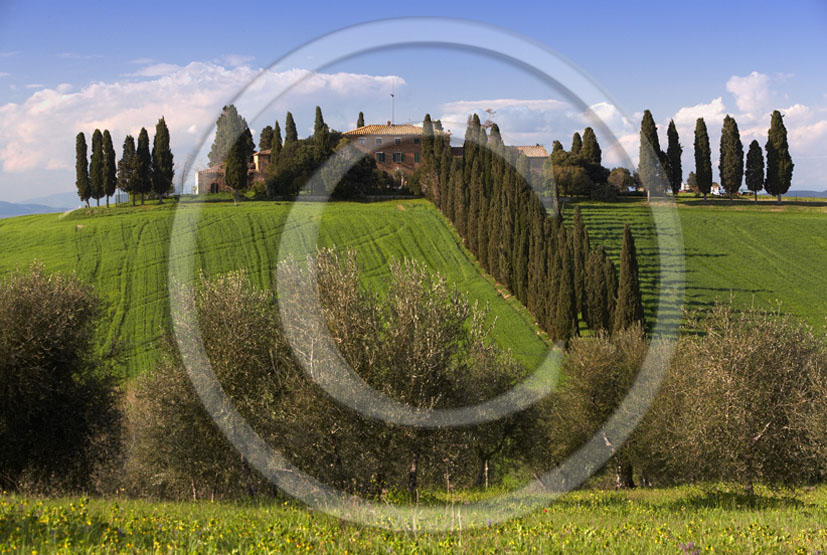 2005 - Landscapes of farm and cipress line with field of bead in spring, Poggio Manzuoli place, near S.Quirico village, Orcia valley, 19 miles south province of Siena. 