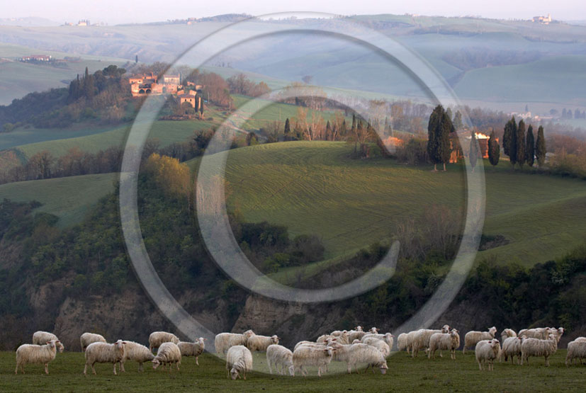 2005 - Landscapes of farm with sheeps on early morning autumn, Montemori place, near Asciano village, Crete senesi land, 22 miles south province of Siena.