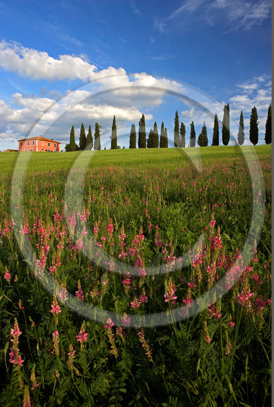 2005 - Landscapes of farm and cipress line with pink Sulla flower in spring, near S.Quirico village, Orcia valley, 23 miles south province of Siena. 