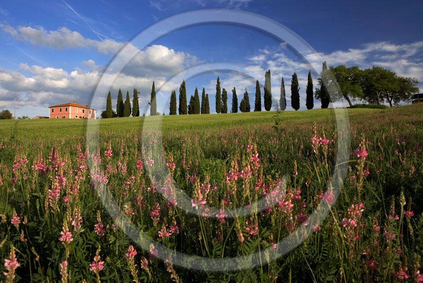 2005 - Landscapes of farm and cipress line with pink Sulla flower in spring, near S.Quirico village, Orcia valley, 23 miles south province of Siena.