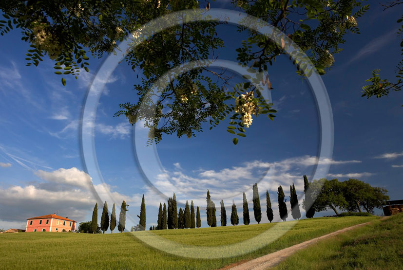 2005 - Landscapes of farm and cipress line in spring, near S.Quirico village, Orcia valley, 23 miles south province of Siena.