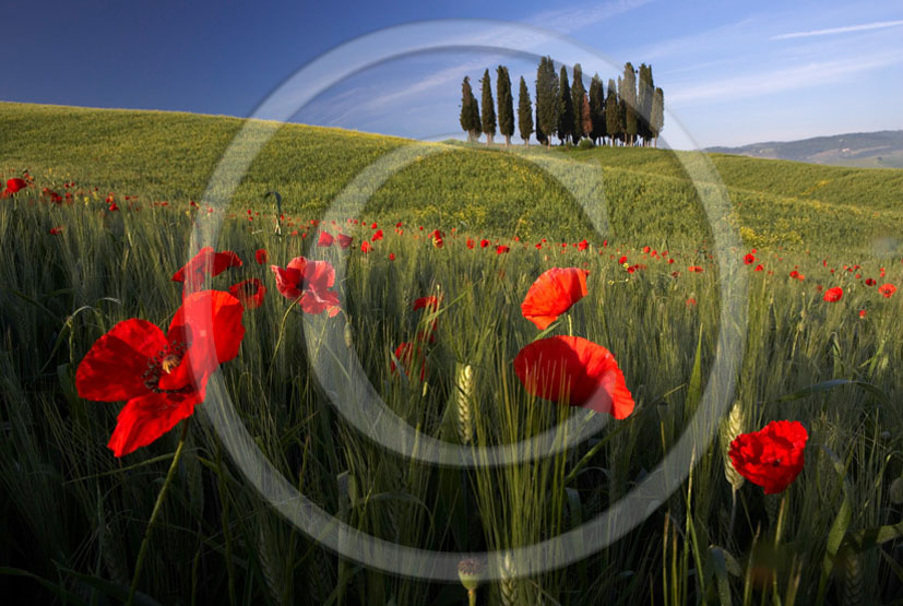 2005 - Landscapes of cipress and red poppies in field bead in spring, near S.Quirico village, Orcia valley, 21 miles south province of Siena.