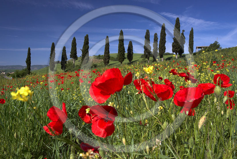 2005 - Landscapes of cipress and red poppies in spring, near S.Giovanni d'Asso village, Crete Senesi land valley, 26 miles south province of Siena.