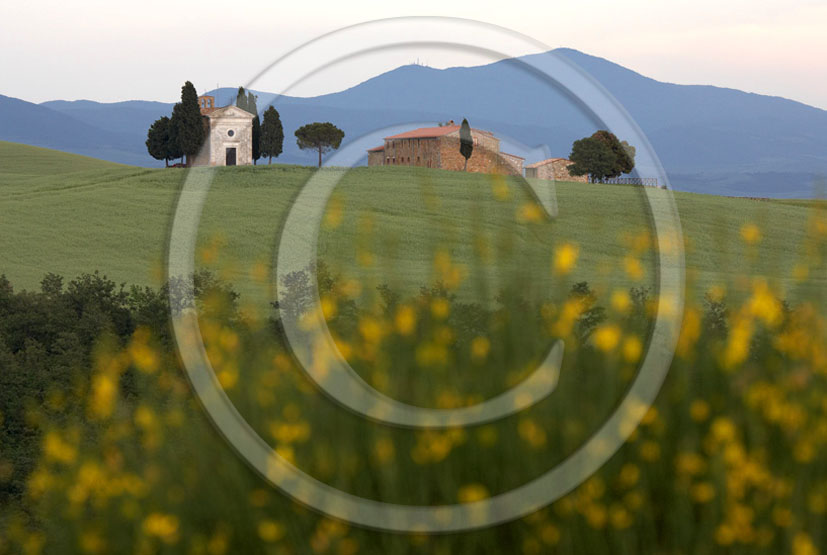 2005 - Landscapes of farm and church in field of bead with yellow Ginestra flower in spring, near Pienza village, 24 miles south province of Siena.