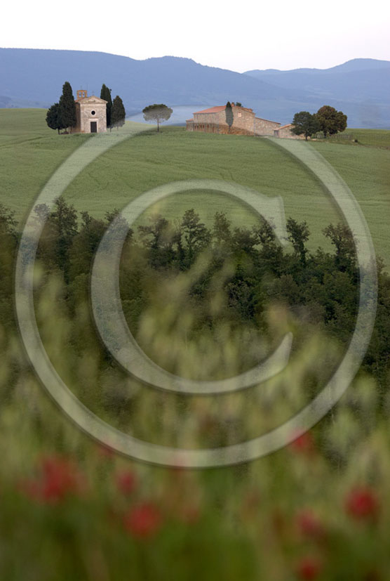 2005 - Landscapes of farm and church in field of bead with red poppies flower in spring, near Pienza village, 24 miles south province of Siena. 