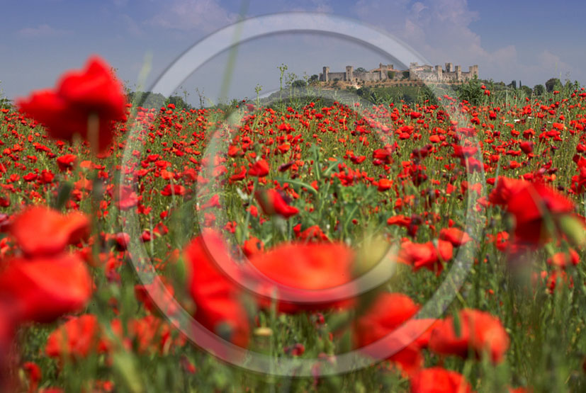 2005 - Landscapes of red poppies flower and Monteriggioni medieval village in summer, Chianti land, 28 miles south the province of Florence.