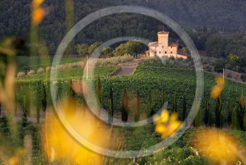 2005 - Landscapes of Albiola farm and vineyards with yellow Ginestra flower in summer, near Radda, Chianti land, 26 miles south the province of Florence.