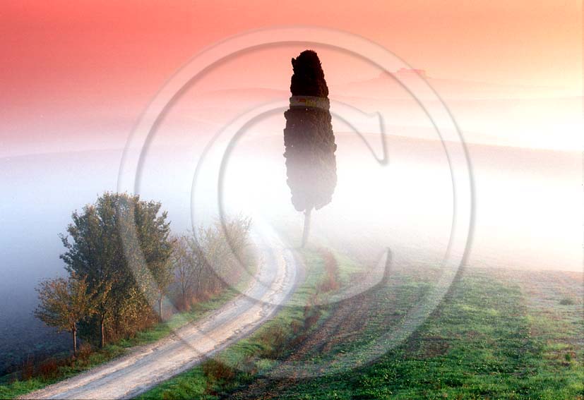 2000 - Landscapes of cipress with fog in early morning in spring, near Ville di Corsano village, 4 miles east the province of Siena.