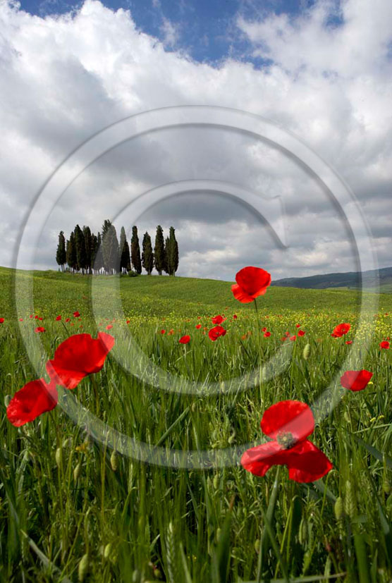 2005 - Landscapes of cipress and red poppies in field bead in spring, near S.Quirico village, Orcia valley, 21 miles south province of Siena. 