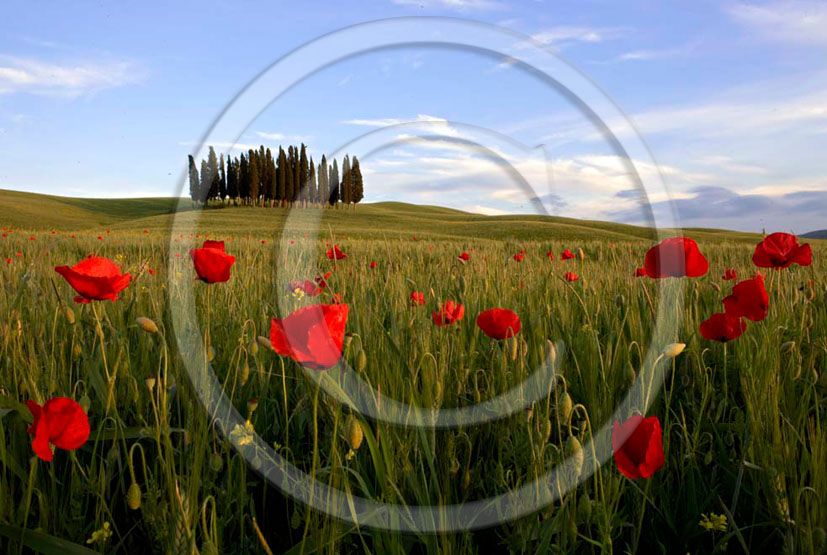 2005 - Landscapes of cipress and red poppies in field bead on early moring in spring, near S.Quirico village, Orcia valley, 21 miles south province of Siena.