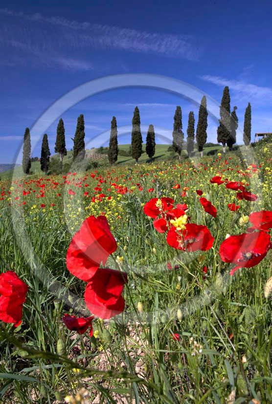 2005 - Landscapes of cipress and red poppies in spring, near S.Giovanni d'Asso village, Crete Senesi land valley, 26 miles south province of Siena. 