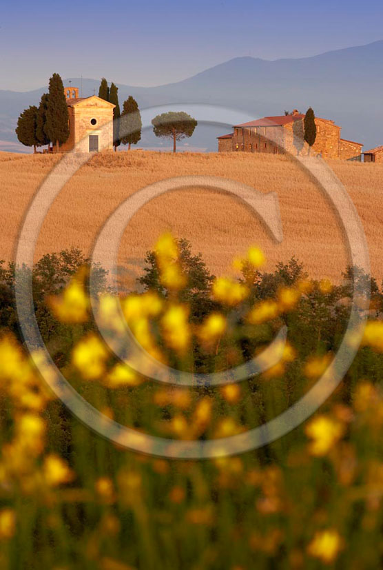 2005 - Landscapes of farm and church in field of bead with yellow Ginestra flower in summer, near Pienza village, 24 miles south province of Siena. 