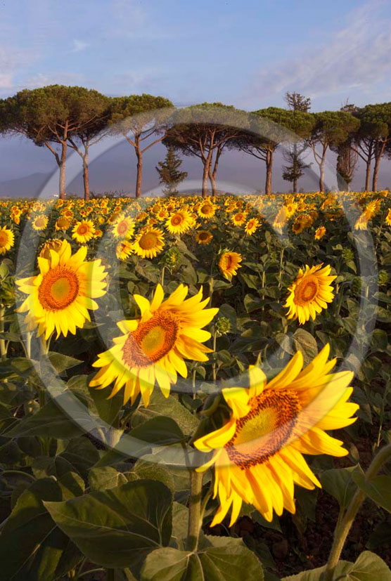 2005 - Landscapes of cipress and yellow sunflower on sunrise in summer, near Castiglione Pescaia, Maremma land, 12 miles east the province of Grosseto. 