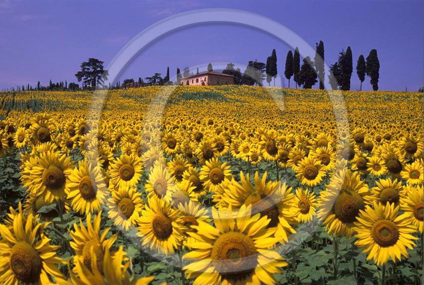 2005 - Landscapes of farm, cipress and yellow sunflower in summer, S.Pietro Belvedere place, Era valley, 20 miles est the province of Pisa.