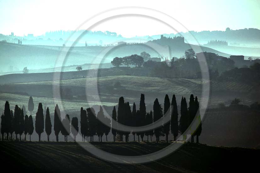 1985 - Landscapes of cipress with fog in early morning, near Lilliano place, Chianti land, 12 miles north the province of Siena.