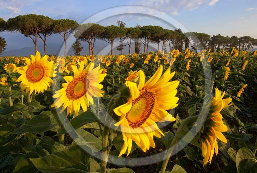 2005 - Landscapes of cipress and yellow sunflower on sunrise in summer, near Castiglione Pescaia, Maremma land, 12 miles east the province of Grosseto.