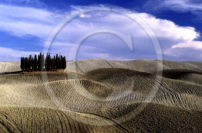 1987 - Landscapes of cipress in autumn, near S.Quirico village, Orcia valley, 15 miles south the province of Siena.