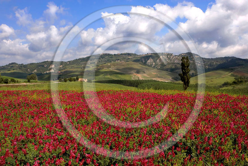 2006 - Landscapes with red Sulla flower in Era valley.