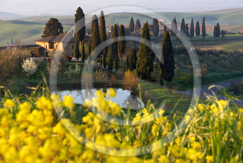 2006 - Landscapes of farm and cipress with yellow Colsa flower on early morning in spring, near Pienza village, 22 miles south province of Siena.