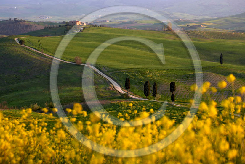 2006 - Landscapes with yellow Colsa flower on early morning in spring, near Pienza village, 22 miles south province of Siena.