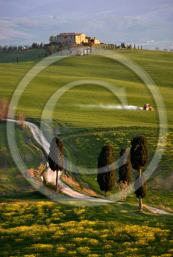 2006 - Landscapes of farm and cipress with yellow Colsa flower on early morning in spring, near Pienza village, 22 miles south province of Siena.