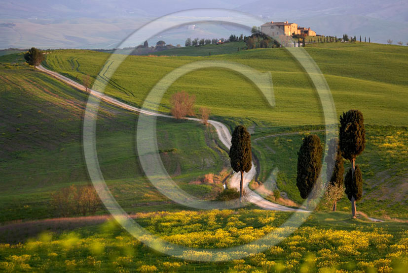 2006 - Landscapes of farm and cipress with yellow Colsa flower on early morning in spring, near Pienza village, 22 miles south province of Siena.